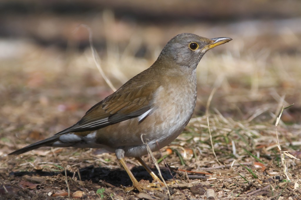 IMGP8676