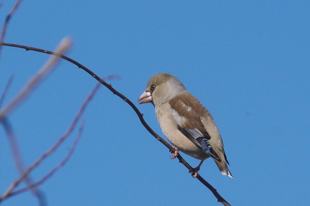 IMGP9071