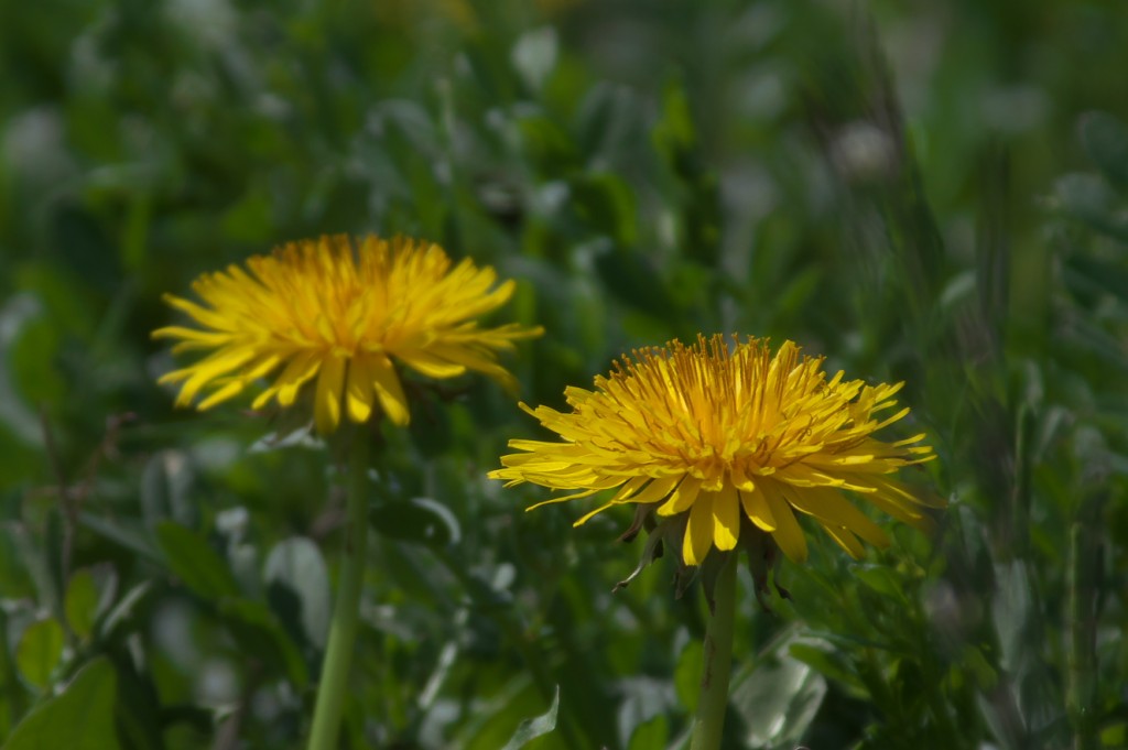 IMGP0440