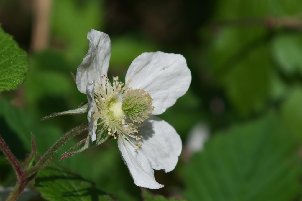 IMGP4539