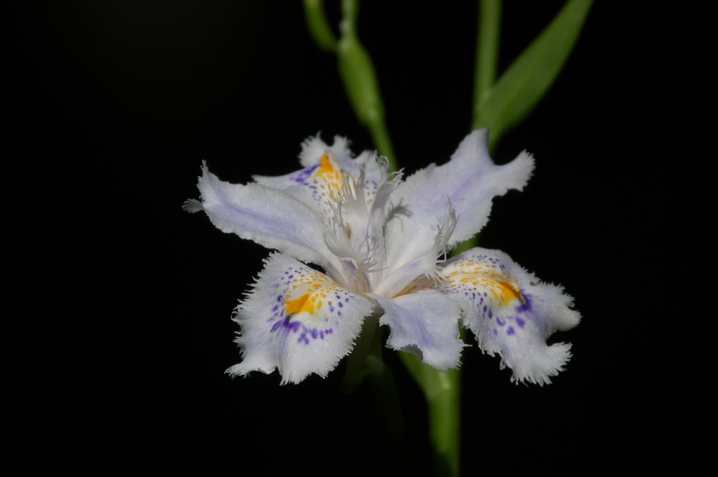 IMGP4553
