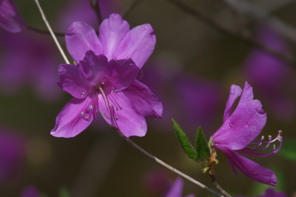 IMGP8617