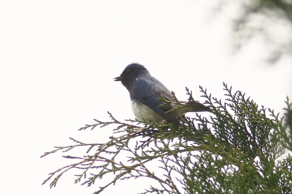 IMGP8759