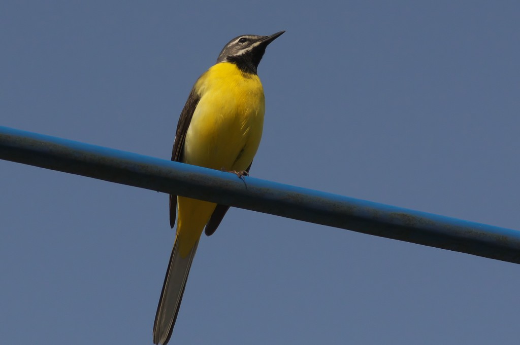 IMGP8861
