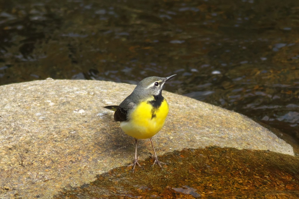 IMGP8988