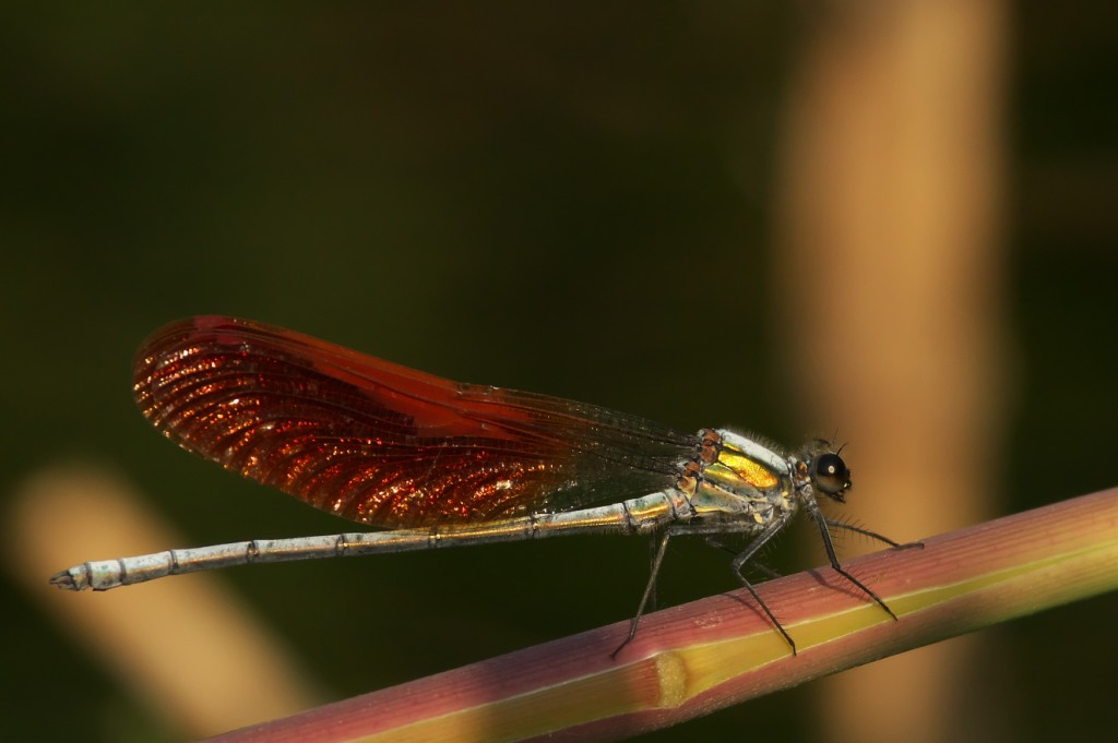 IMGP9067