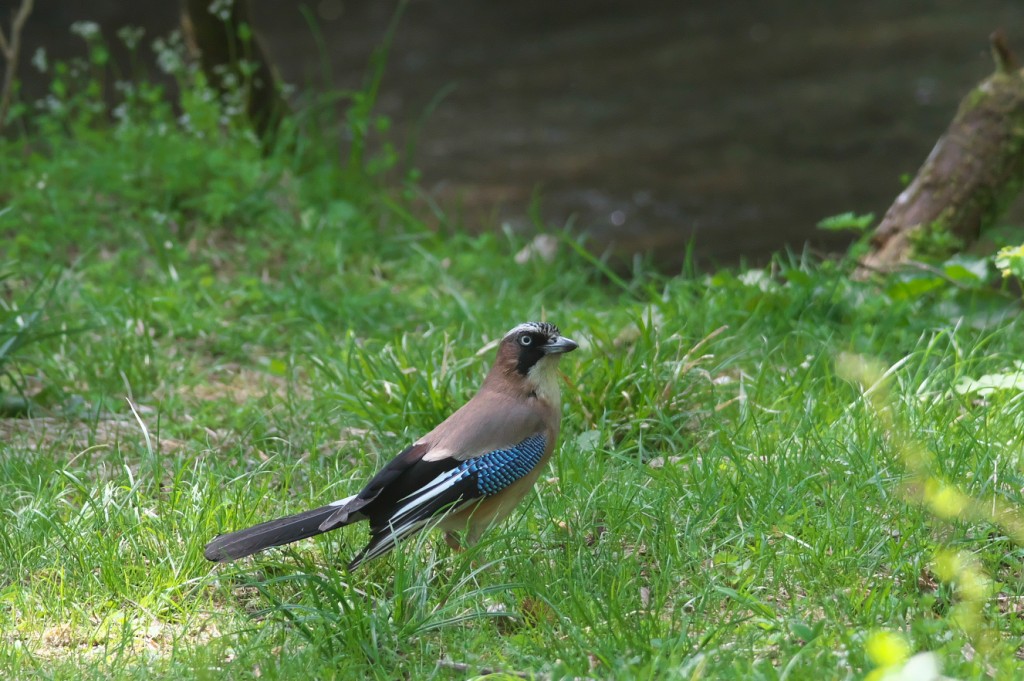 IMGP3855