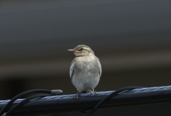 ６月６日　ベランダ