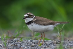 ６月７日　小貝川ＣＲ、下妻付近