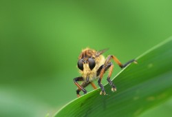 ６月２６日　北総花の丘公園
