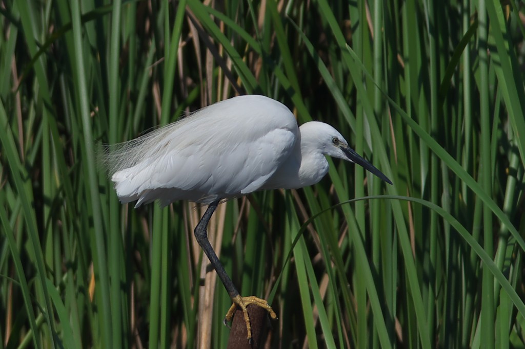 IMGP2065