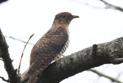 ９月１８日　手賀沼、白井