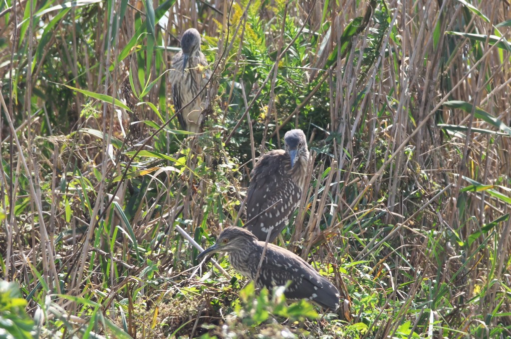 IMGP5619