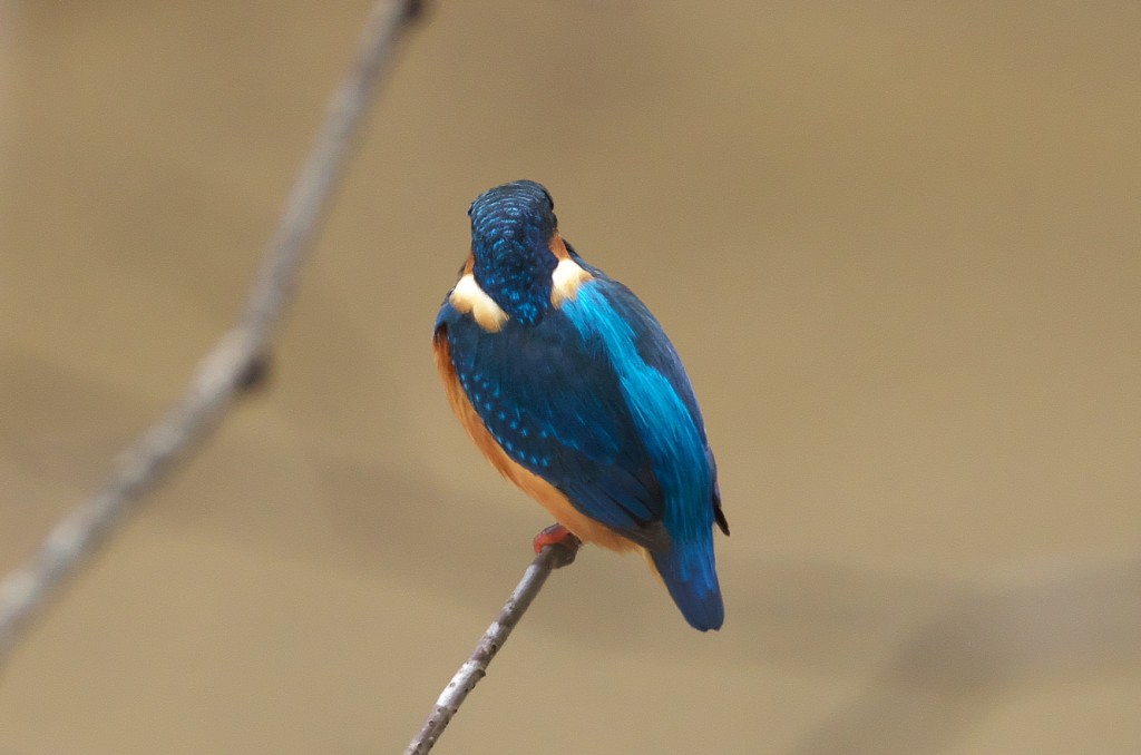 IMGP0332