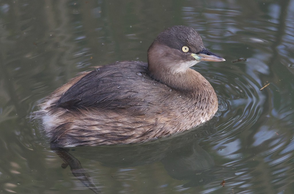 IMGP3275