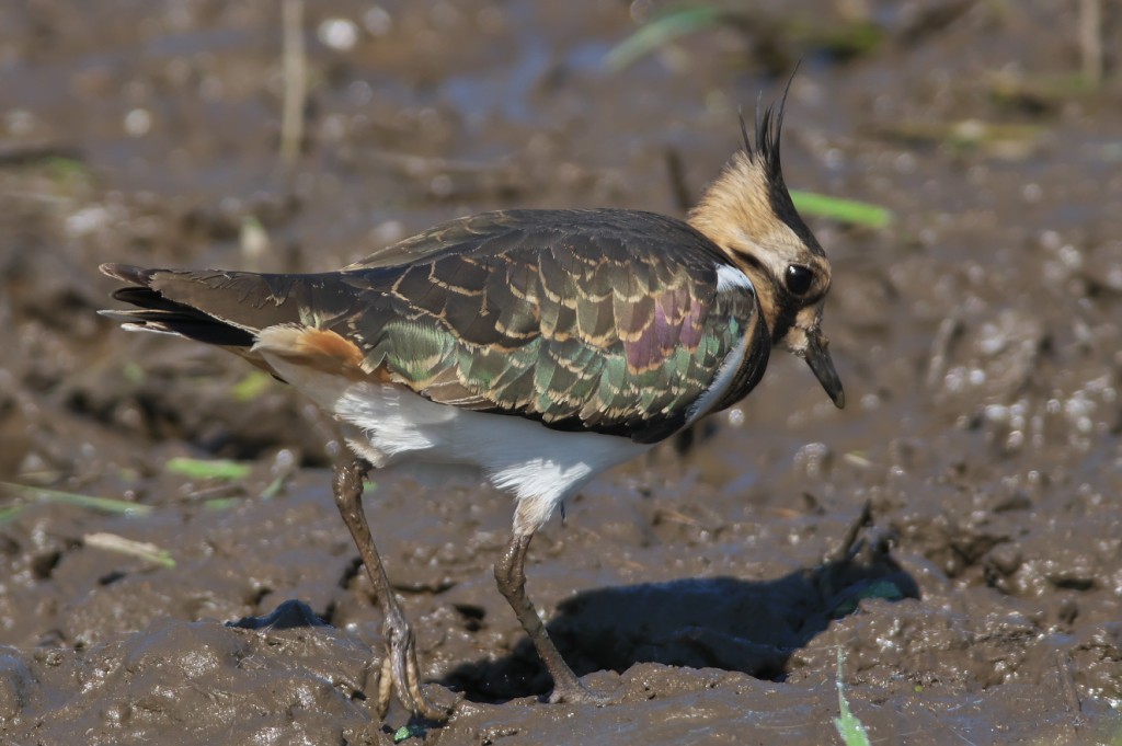 IMGP7965