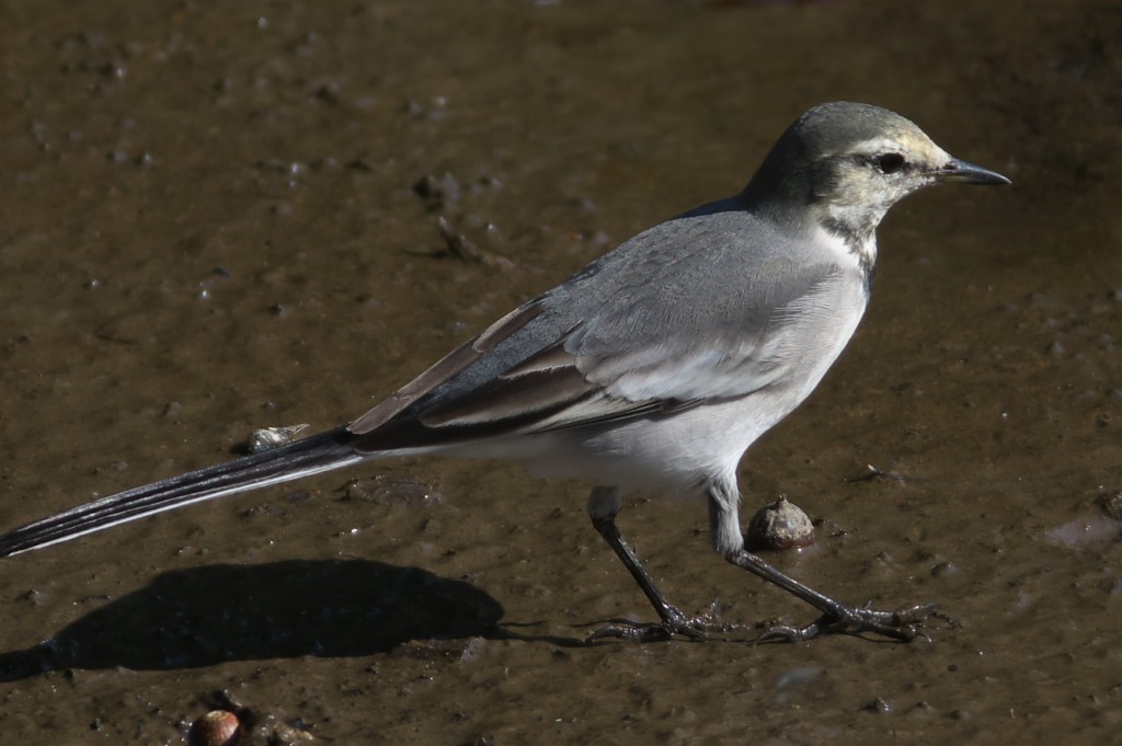 IMGP8088