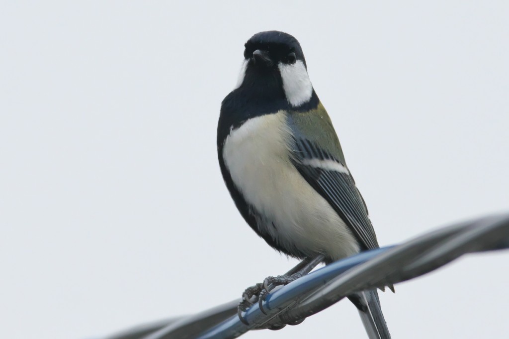 IMGP8208