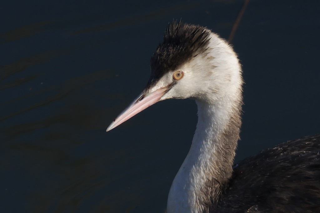IMGP3613a
