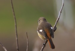 １月１１日　亀成川