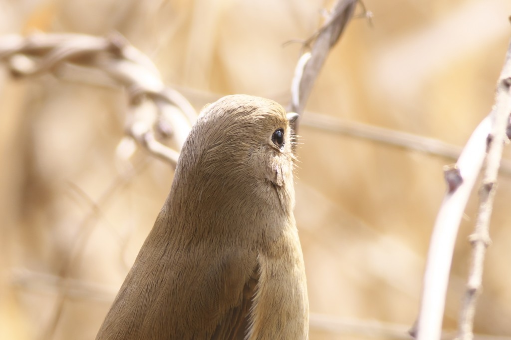 IMGP2441