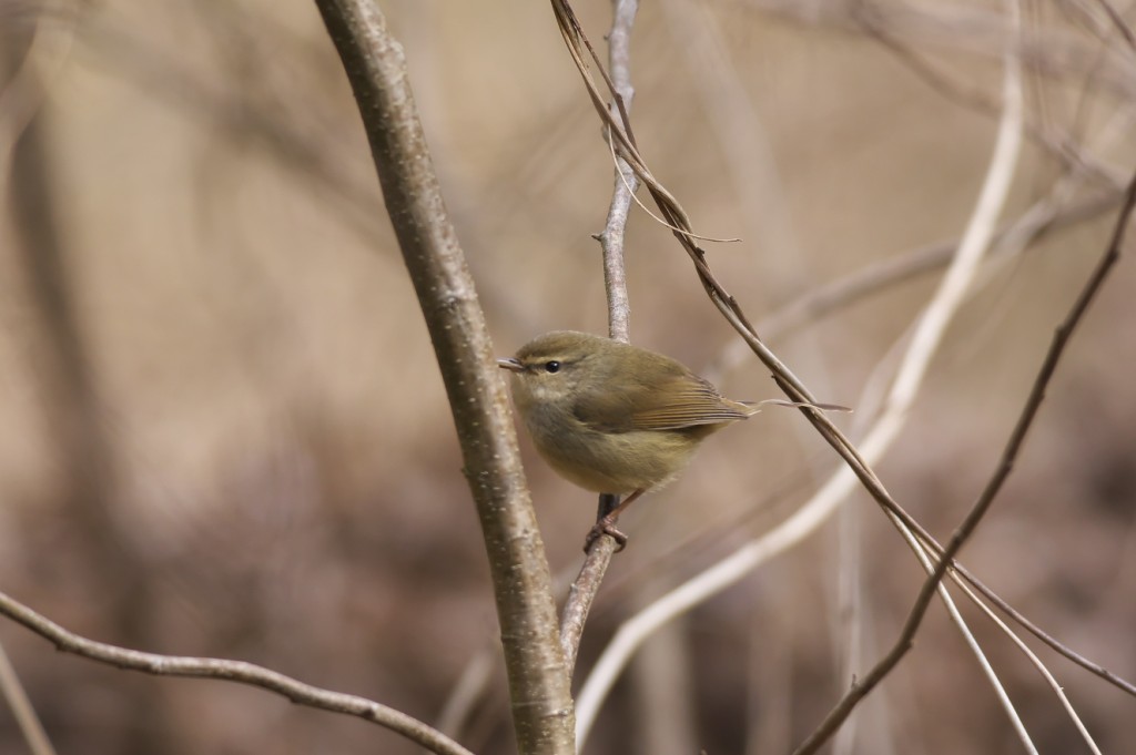 IMGP2665