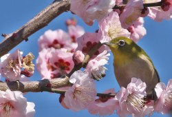 ３月３日　大町～水元公園