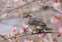 ３月４日　印西市