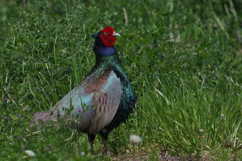 IMGP0338