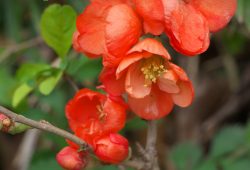 ４月８日　亀成川付近