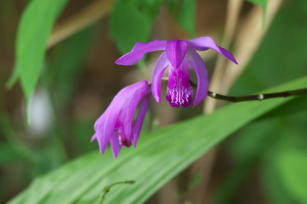 IMGP0476