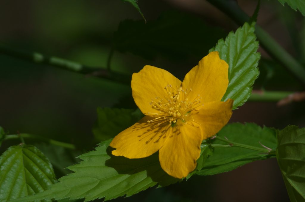 IMGP0882
