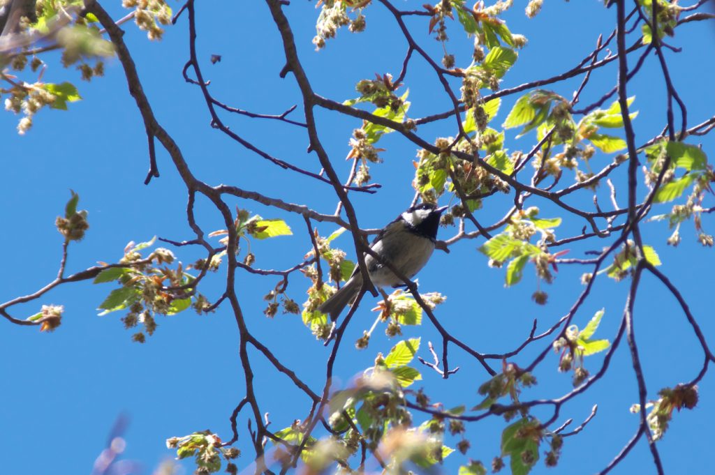 IMGP2564