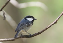 ５月１３日　日光
