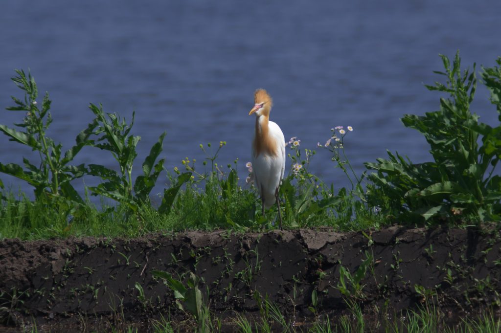 IMGP3581