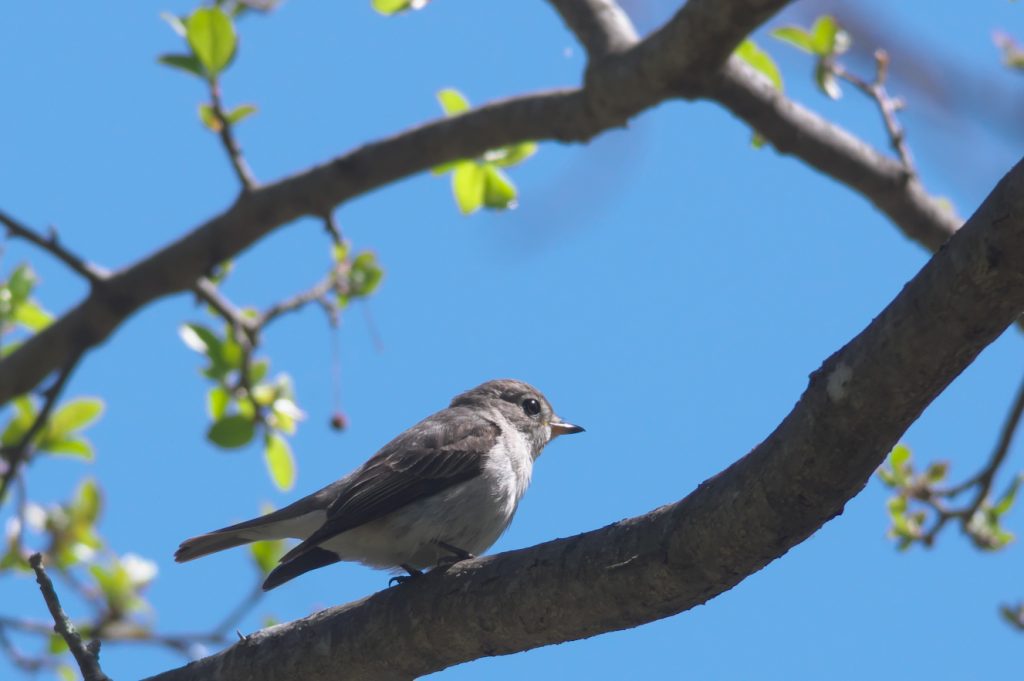IMGP5597