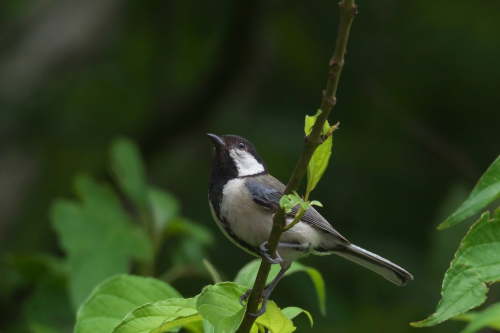 IMGP2534