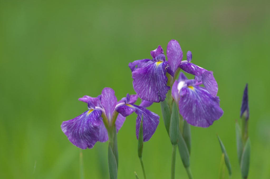 IMGP3548