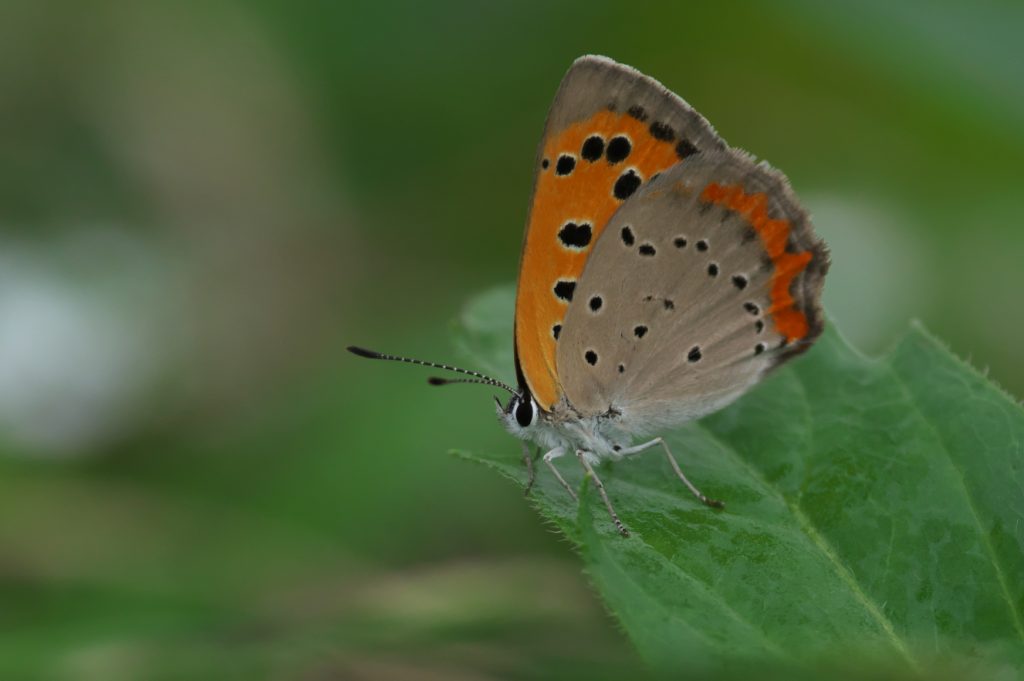 IMGP3874