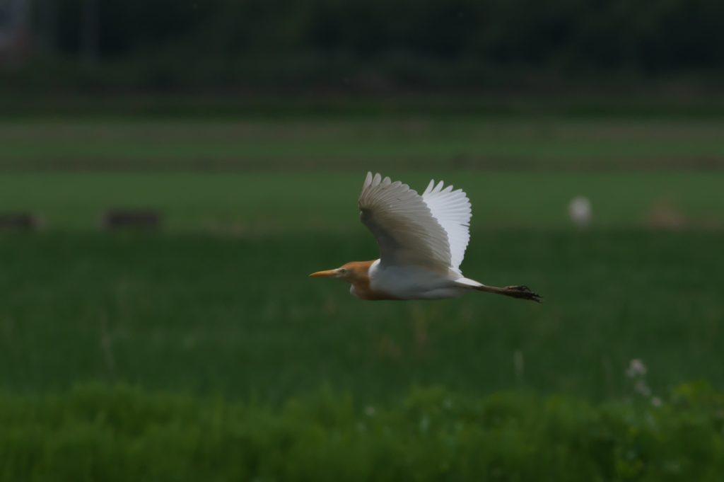 IMGP5212