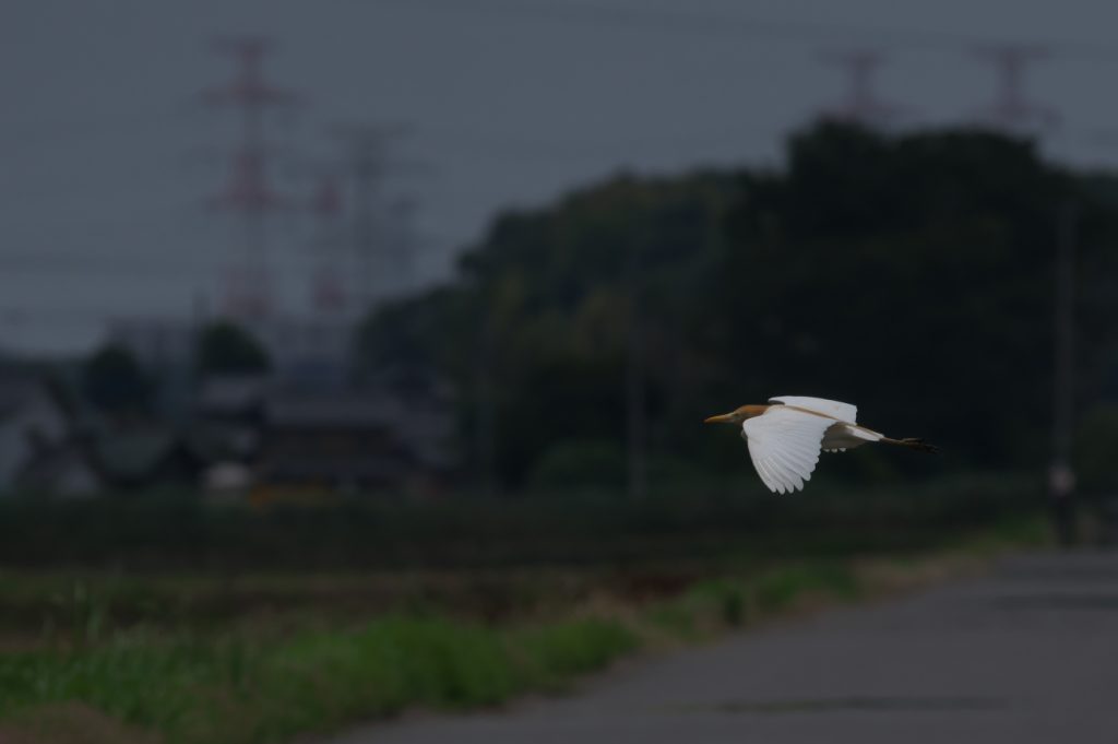 IMGP5216