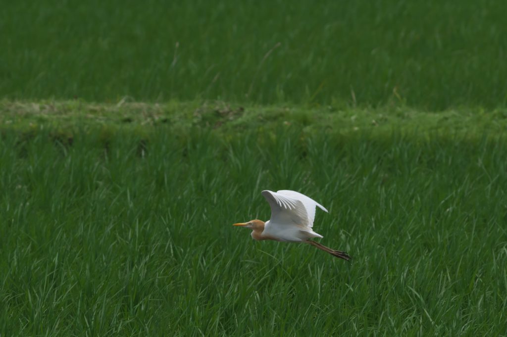 IMGP5235
