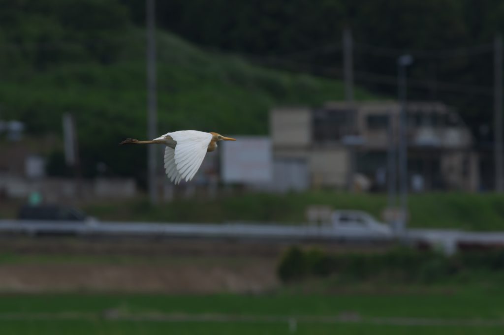 IMGP5275