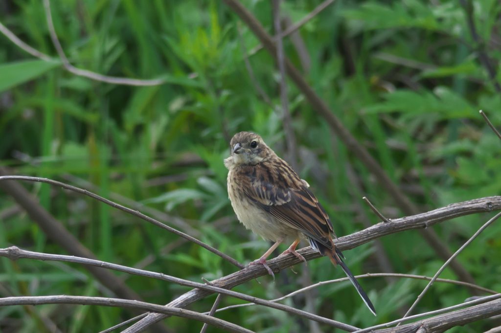 IMGP5538