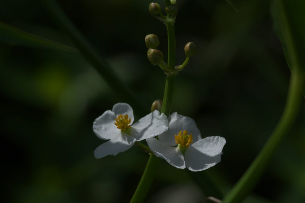 IMGP0105