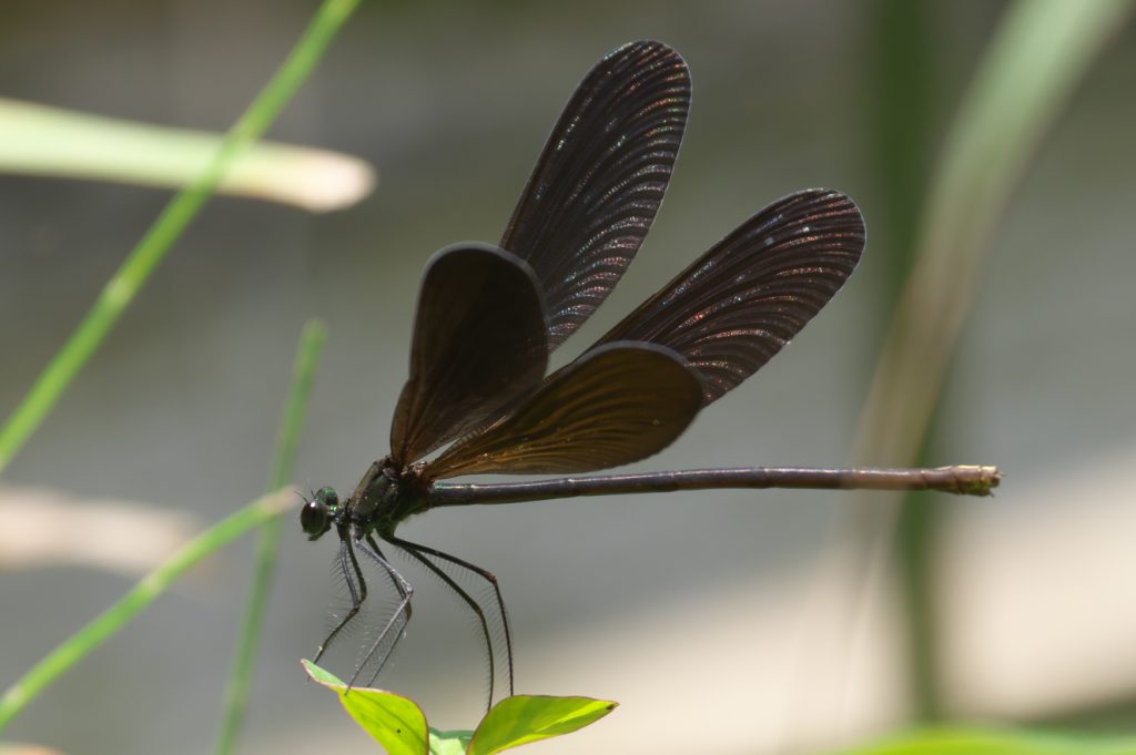 IMGP7866