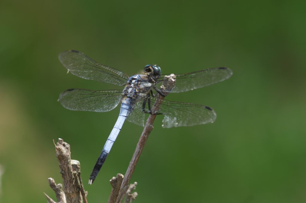 IMGP8692