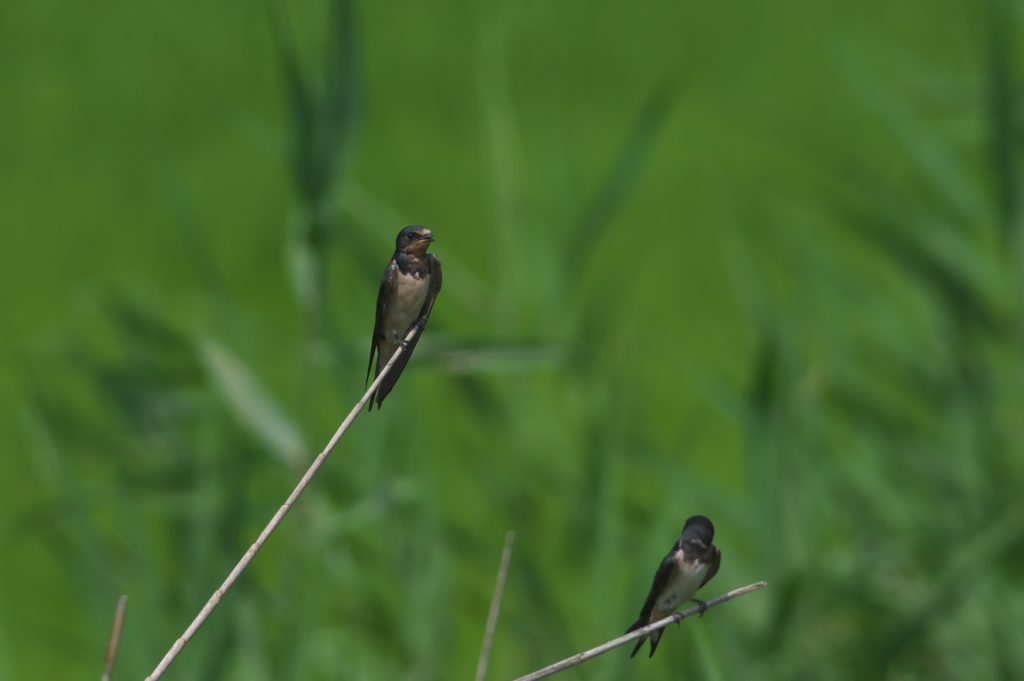 IMGP8745