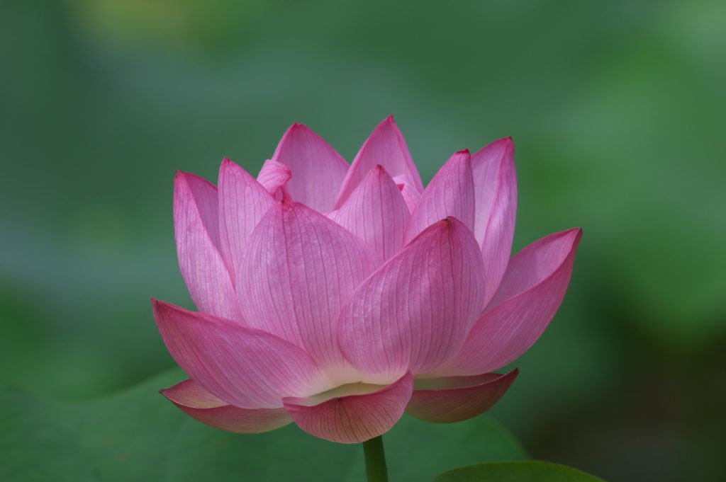 IMGP8777
