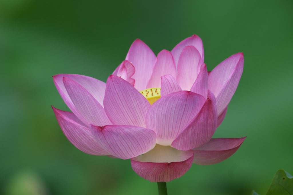 IMGP8785